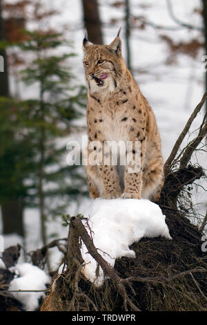 Eurasian lynx (Lynx lynx), in snow, yawning, Germany, Bavaria, Bavarian Forest National Park Stock Photo