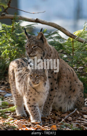 Eurasian lynx (Lynx lynx) female, mother and two cubs on the forest ...