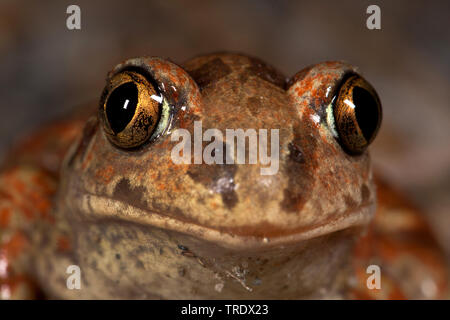 common spadefoot, garlic toad (Pelobates fuscus), portrait, front view, Germany Stock Photo