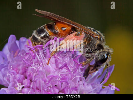 Large Scabious Mining Bee (Andrena hattorfiana), on scabious, Germany Stock Photo