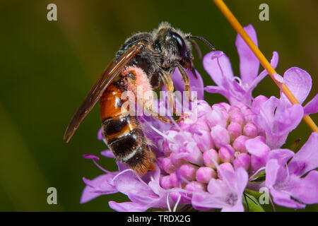 Large Scabious Mining Bee (Andrena hattorfiana), on scabious, Germany Stock Photo