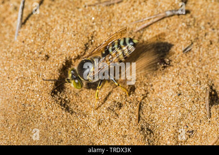 rostrate bembix wasp (Bembix rostrata, Epibembix rostrata), buiding a den, Germany Stock Photo