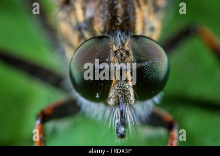 common awl robberfly (Neoitamus cyanurus), portrait, Germany Stock Photo
