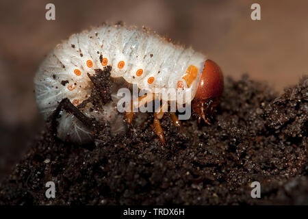 European rhinoceros beetle (Oryctes nasicornis), larva, Netherlands, Gelderland Stock Photo