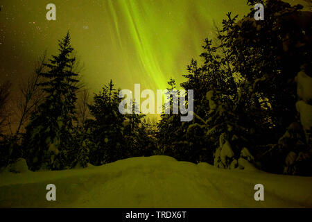 Northern Light, Aurora Borealis in winter, Sweden Stock Photo