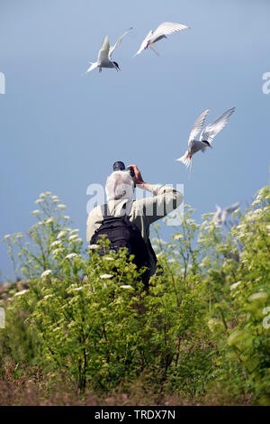 Birdphotographer at seabird colony, United Kingdom, England, Northumberland, Farne Islands Stock Photo