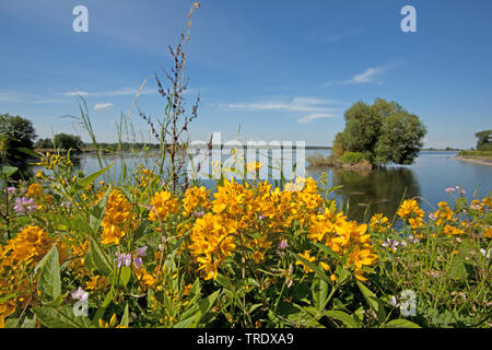Yellow loosestrife (Lysimachia vulgaris), blooming by the waterside of natire reserve Mittlere Isarauen, Germany, Bavaria Stock Photo