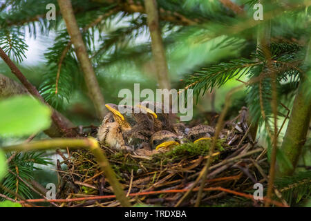 red-backed shrike (Lanius collurio), juveniles sleeping in nest, Austria, Tyrol Stock Photo