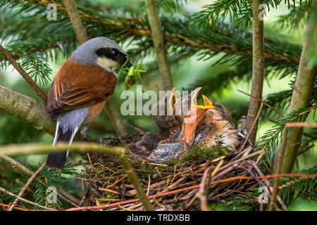 red-backed shrike (Lanius collurio), male with fodder in the beak with juvenile, Austria, Tyrol Stock Photo