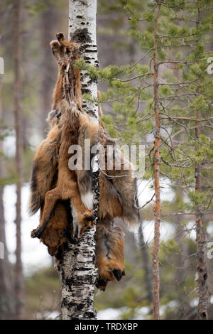 red fox (Vulpes vulpes), shot foxes hanging at a tree, Sweden Stock Photo