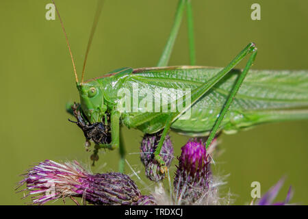 Great Green Bush-Cricket, Green Bush-Cricket (Tettigonia viridissima), eating a beetle, side view, Germany, Bavaria, Niederbayern, Lower Bavaria Stock Photo