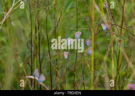 Idas Blue, Northern Blue (Plebejus idas, Plebeius idas), group sleeping at grass, Austria, Tyrol Stock Photo