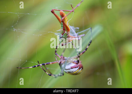 Black-and-yellow argiope, Black-and-yellow garden spider (Argiope bruennichi), caught a locust and spin it, Germany, Bavaria, Oberbayern, Upper Bavaria Stock Photo