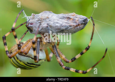Black-and-yellow argiope, Black-and-yellow garden spider (Argiope bruennichi), has wrapped a honeybee, bee stretching its sting out the net, Germany, Bavaria, Oberbayern, Upper Bavaria Stock Photo