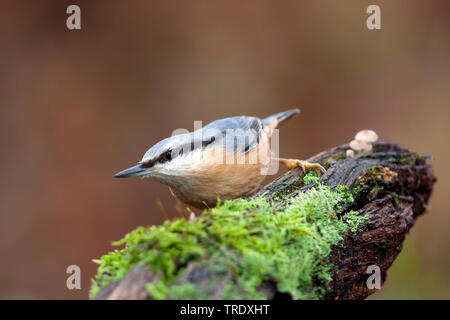 Eurasian nuthatch (Sitta europaea caesia, Sitta caesia), sitting on a tree stump, Germany Stock Photo