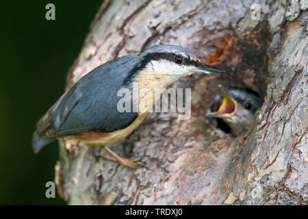 Eurasian nuthatch (Sitta europaea caesia, Sitta caesia), adult feeding a chick, Germany Stock Photo