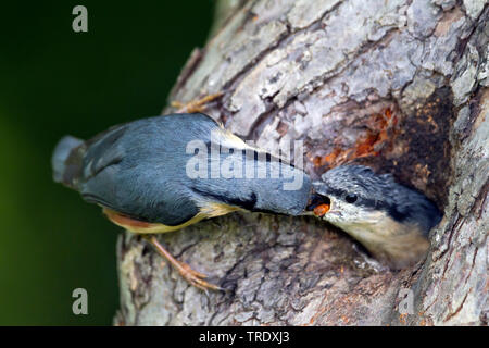 Eurasian nuthatch (Sitta europaea caesia, Sitta caesia), adult feeding a chick, Germany Stock Photo