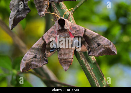 animal animals moth moths hawkmoth hawkmoths hawk moth hawk moths hawk- moth hawk-moths lepidoptera insect insects Stock Photo - Alamy