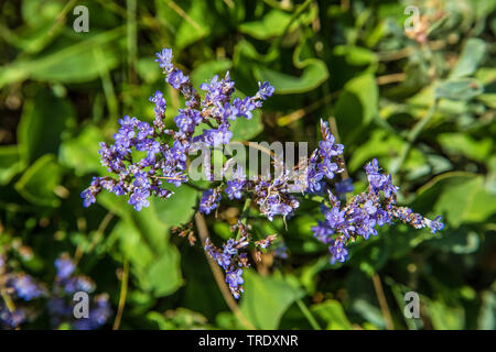 common sea-lavender, mediterranean sea-lavender (Limonium vulgare), blooming, Germany Stock Photo