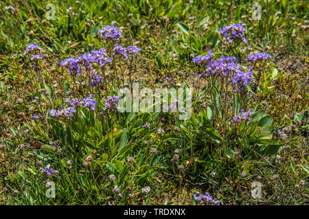 common sea-lavender, mediterranean sea-lavender (Limonium vulgare), blooming, Germany Stock Photo