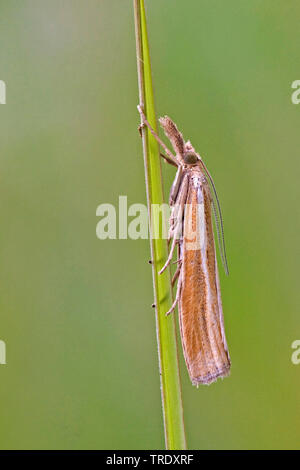 Common Grass-veneer (Agriphila tristella), sitting at a grass, Netherlands, Lauwersmeer National Park Stock Photo