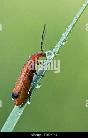 common red soldier beetle bloodsucker beetle hogweed bonking beetle (Rhagonycha fulva), drinking, Netherlands Stock Photo
