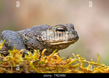 European common toad (Bufo bufo), sitting on moss, Germany Stock Photo