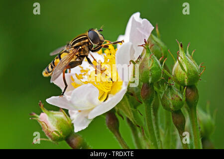 Large tiger hoverfly (Helophilus trivittatus), sitting on a rose flower, Netherlands Stock Photo