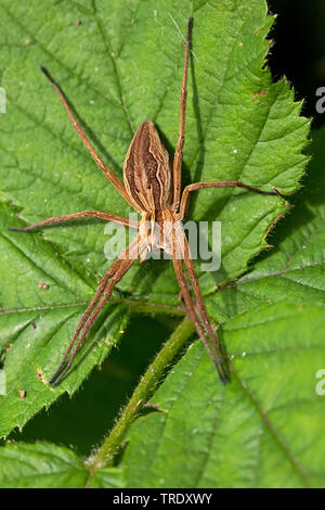 Nursery web spider, Fantastic fishing spider (Pisaura mirabilis), on a leaf, Netherlands Stock Photo