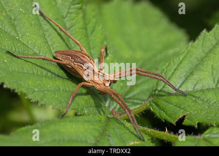 Nursery web spider, Fantastic fishing spider (Pisaura mirabilis), on a leaf, Netherlands Stock Photo