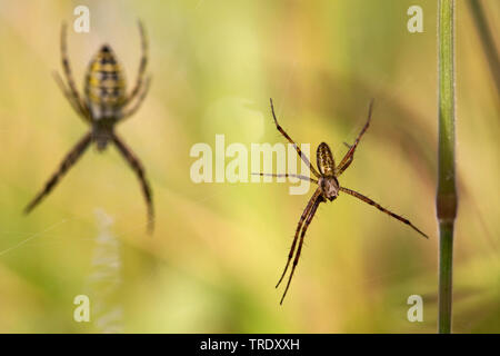 Black-and-yellow argiope, Black-and-yellow garden spider (Argiope bruennichi), Male and female Wasp Spider, Netherlands Stock Photo