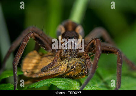 fimbriate fishing spider (Dolomedes fimbriatus), female with prey, Germany Stock Photo