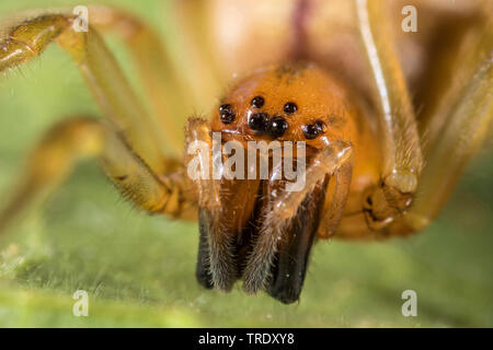 sac spider (Cheiracanthium erraticum), sitting on a leaf, front view, Germany Stock Photo