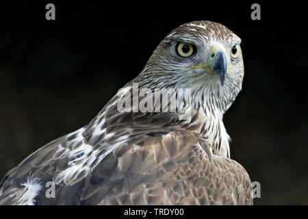 Bonellis eagle (Hieraaetus fasciatus, Aquila fasciata), male, portrait, Oman, Dhofar Stock Photo