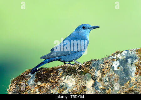 blue rock thrush (Monticola solitarius), mal on a tree, Spain, Andalusia Stock Photo