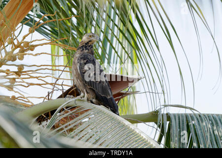 Oriental honey buzzard (Pernis ptilorhynchus orientalis, Pernis orientalis), female on a tree, Oman, Dhofar Stock Photo