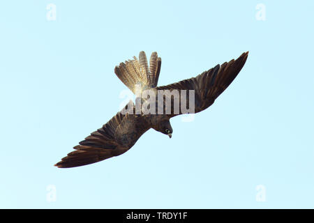 Eleonora's falcon (Falco eleonorae), adult dark morph in flight, Cyprus Stock Photo