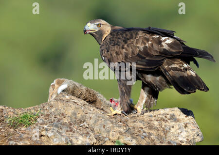 golden eagle (Aquila chrysaetos homeyeri, Aquila homeyeri), male with prey, Spain, Aragon Stock Photo