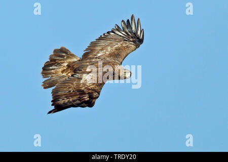 golden eagle (Aquila chrysaetos homeyeri, Aquila homeyeri), in flight, Spain, Aragon Stock Photo