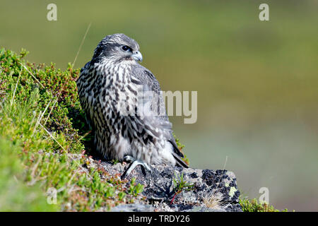 gyr falcon (Falco rusticolus), juvenile, Norway Stock Photo