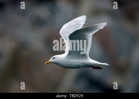 Iceland gull (Larus glaucoides), in flight, Greenland Stock Photo