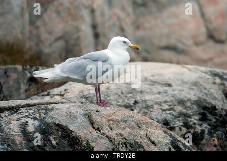 Iceland gull (Larus glaucoides), adult breeding, Greenland Stock Photo