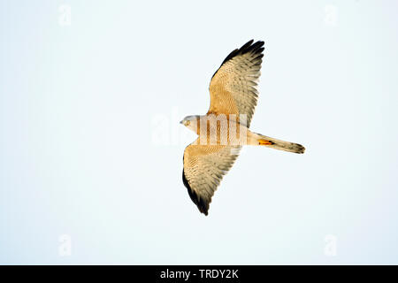 levant sparrow hawk (Accipiter brevipes), adult male; flying, Israel Stock Photo