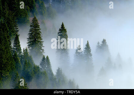 montain wood with mist, view from montain Kampenwand, Germany, Bavaria, Chiemgauer Alpen Stock Photo