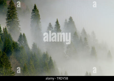 montain wood with mist, view from montain Kampenwand, Germany, Bavaria, Chiemgauer Alpen Stock Photo