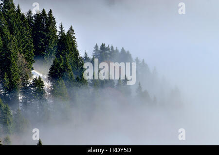 montain wood with mist, view from montain Kampenwand, Germany, Bavaria, Chiemgauer Alpen Stock Photo