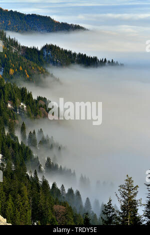 montain wood with mist, view from montain Kampenwand, Germany, Bavaria, Chiemgauer Alpen Stock Photo