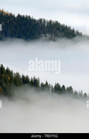 montain wood with mist, view from montain Kampenwand, Germany, Bavaria, Chiemgauer Alpen Stock Photo