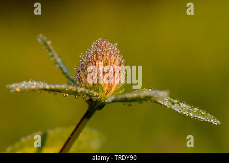 red clover (Trifolium pratense), inflorescence with morning dew, Germany Stock Photo