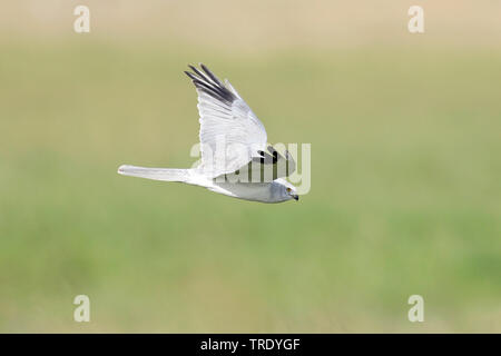 pallid harrier (Circus macrourus), adult male hunting in flight, Oman Stock Photo